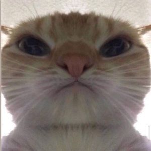 Meet your Posher, Ray